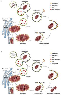 Frontiers | Lysosomal and Mitochondrial Liaisons in Niemann-Pick